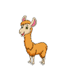 Anatomie d’un lama