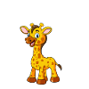 Anatomy of a giraffe