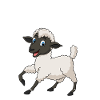 Anatomy of a sheep
