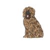 Briard Gift Dogs