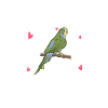 Budgerigar lover | Budgerigars Gifts
