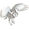 Snowy owl