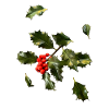Ilex