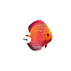 Discus Cichlidé Poissonnier