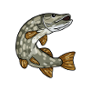 Pike