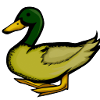 Duck Illustration