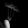 Pusteblume
