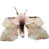 Butterfli ByRino
