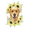 Golden Retrievers