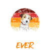 Jack Russell Terrier