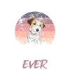 Jack Russell Terrier