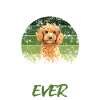 Poodle