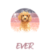 Poodle