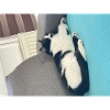 Felix