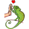 Chameleon Lizard Chameleon Ladies