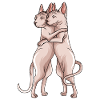 Sphynx cat Sphinx hairless cat