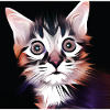 Chat mignon