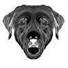 Labrador Retriever Kopf