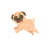 Pug