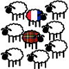 Moutons français et écossais