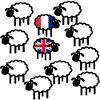 French and British sheep