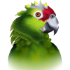 Parrot Illustration