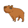 Capybara Père Capybara