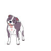 American Staffordshire Bull Terrier Staffy Hond