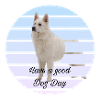 White Shepard