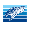 Turtle keeping Sea turtles Turtles