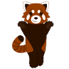 Red panda standing