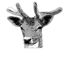 Hirsch Waldtier Design