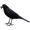 Amsel Vogel schwarzer Vogel