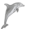 dolphin Illustration