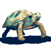 Turtle Illustration