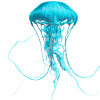 jellyfish Illustration