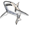 Shark illustration