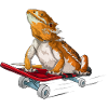Bearded Dragon On A Skateboard