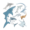 No Fins No Future Haiarten