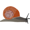 snail Illustration