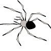 Spider Illustration