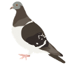 pigeon Illustration