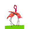flamingos
