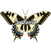 Overthinker Schmetterling