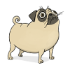 Pug funny embarrassed
