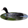 Blässhuhn