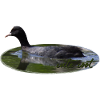 Coot Waterfowl Bird