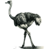 ostrich Illustration