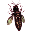 Insecte