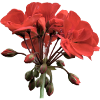 rote Geranium